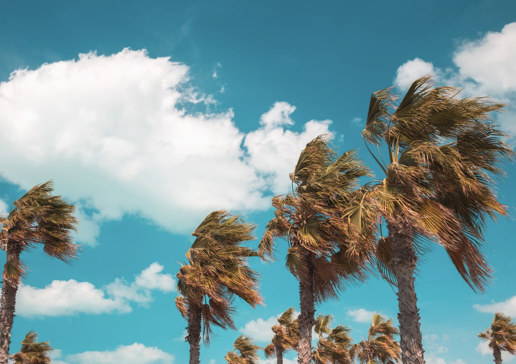 DjMeas - Freakin' Summer (2000)